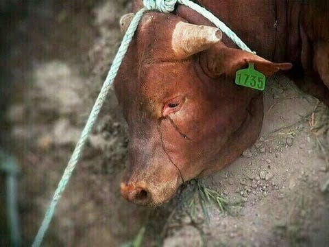 動物愛護主義者の女さん「殺される前の牛が泣いてる！」→専門的なツッコミをされ発狂ｗｗｗｗｗｗｗｗｗｗｗｗｗｗ