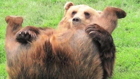 エッチな開脚ポーズで誘惑するいやらしいクマさんｗｗｗｗｗｗｗ （※画像あり）