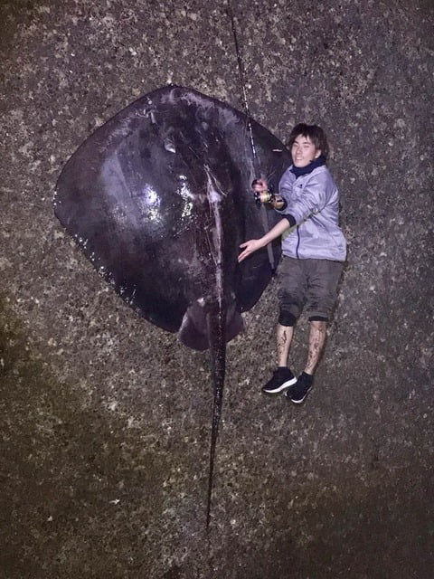 ツイ民、コラ画像みたいな巨大エイを釣り上げてしまう。世界記録へ （※画像あり）