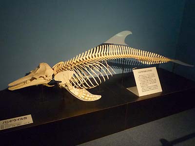 サメの骨格、貧弱すぎる………（※画像あり）