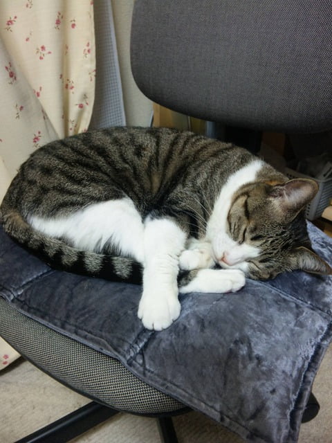 【画像あり】うちの♀(13歳)の寝姿がめっちゃ色っぽいｗｗｗｗｗｗｗｗｗｗｗｗｗｗ