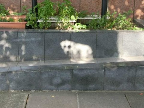 【画像】Twitter民「『白い犬がいる』と思ったら、木漏れ日でした。」
