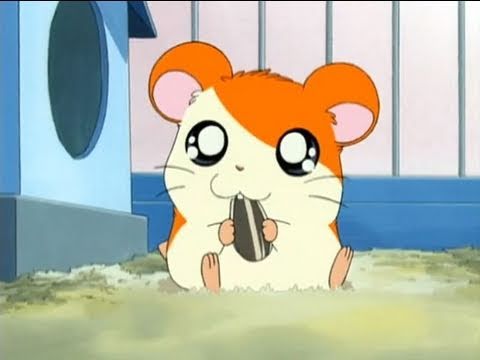 ハムスターが好きすぎて少しおかしくなってしまった人ｗｗｗｗｗｗｗｗ