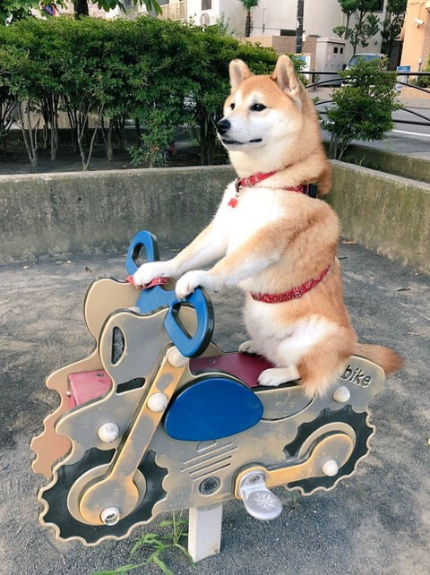 【朗報】バイクに乗るイッヌ現る（※画像あり）