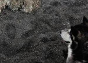 【衝撃画像】ロシアの海岸に正体不明の巨大生物の死体が打ち上がる！