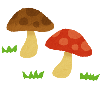 【衝撃】丸いきのこを蹴っ飛ばしてから1年経った結果ｗｗｗｗｗｗｗｗ