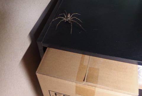 【画像】さっき部屋で見かけたタランチュラｗｗｗｗｗｗｗｗｗｗｗｗｗｗｗ
