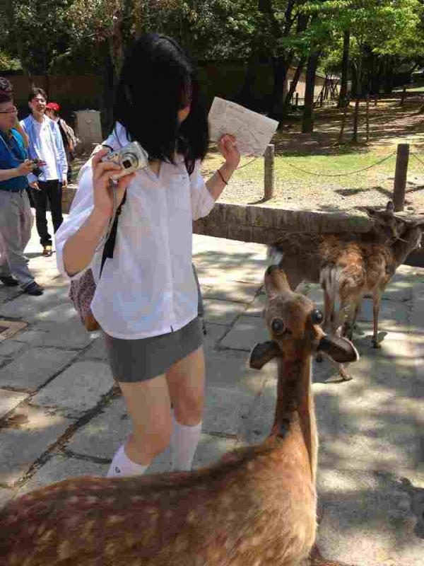 合成っぽい目をした鹿ｗｗｗｗ怖いｗｗｗｗ（画像）