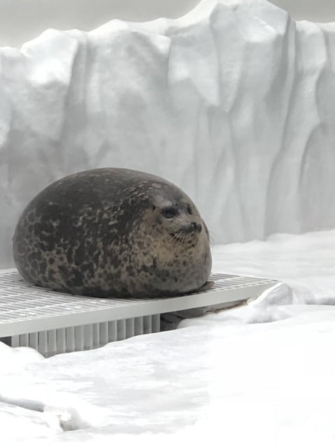 【悲報】アザラシさん、まんじゅうになってしまう （※画像あり）
